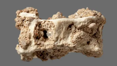 Joao Zilhão  Eel vertebra