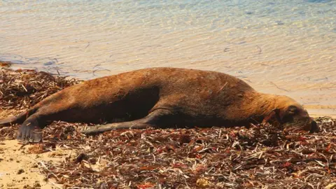 Getty Images Seal lying on the coast of Western Australia.