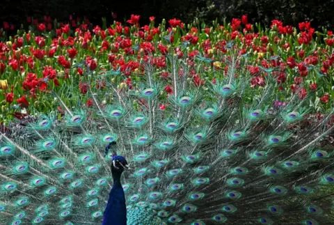Toby Melville, Reuters A peacock displays its plumage