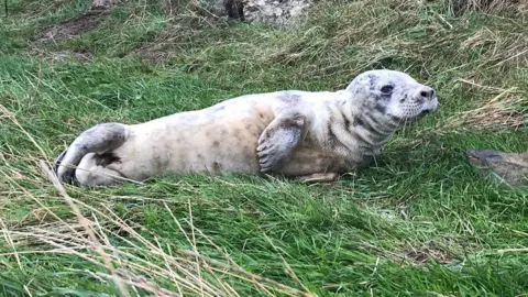 RSPCA Krill the seal