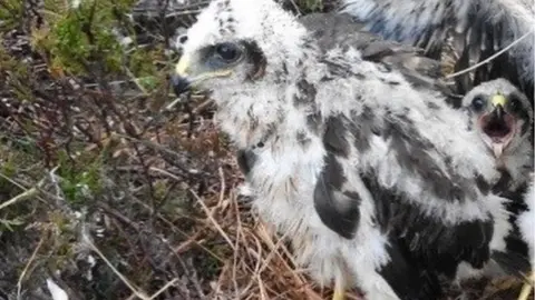 Brian Etheridge Saorsa