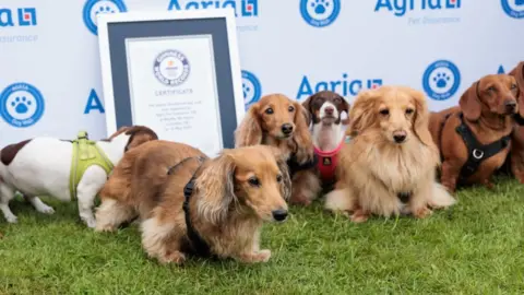 Agria A line of dogs look up at cameras in front of the Guinness World Records certificate