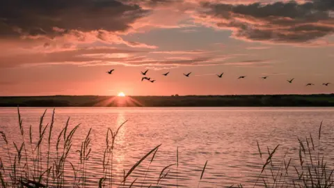 David Griffiths Geese take off over the sunset at Llyn Coron on Anglesey by David Griffiths