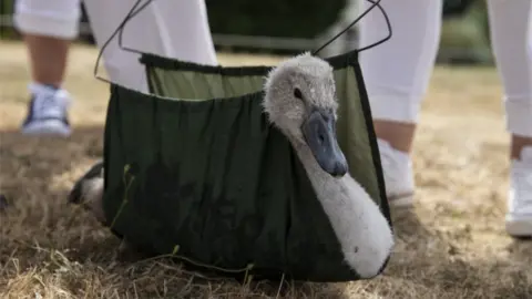 Getty Images A cygnet is weighed during the annual Swan Upping census