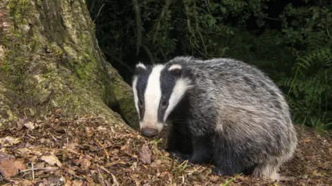 Getty Images A badger sitting by a tree trunk