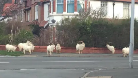 Gillian Townsend A herd of goats on a Llandudno road