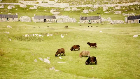 Getty Images St Kilda sheep