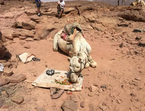 Wael Hussein Al Sayed  Camel eating