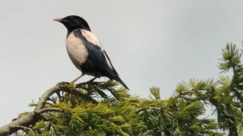 Chris Mee Rose-coloured Starling spotted in Ipswich