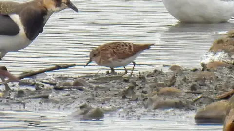 Dave Ward The long-toed stint