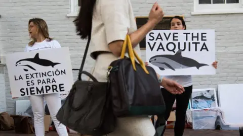 Getty Images Rally in Mexico to draw attention to the vaquita