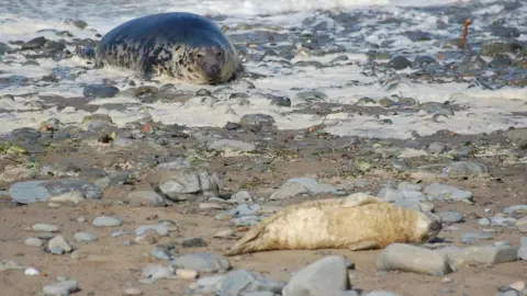 Cwmtydu Bay Wildlife Mother seal watching its pup