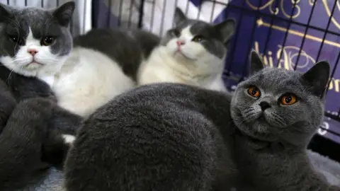 EPA British short hair cats at show in Althens