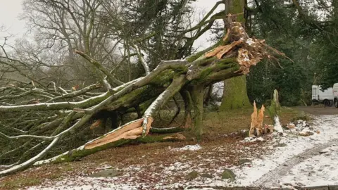 National Trust Fallen beech tree at Wray Castle