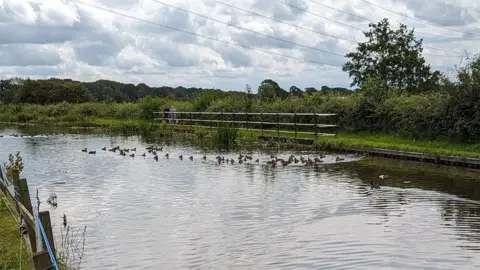 RSPCA Ducks released into the Lancaster Canal