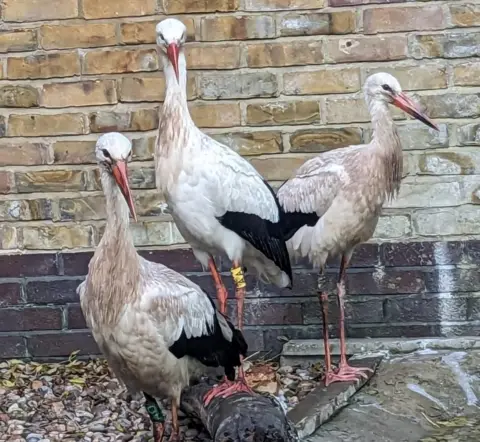 London Wetland Centre Three common white storks