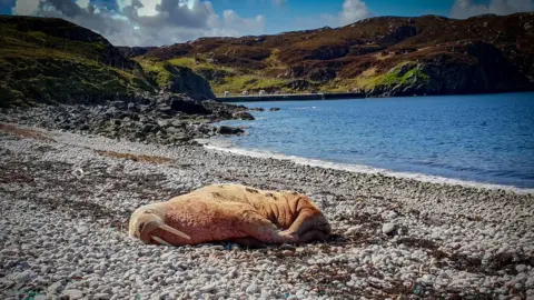 Kinlochbervie Science/Kinlochbervie High School Walrus at Kinlochbervie