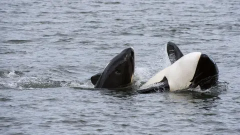 Getty Images Killer whale