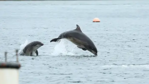 Gareth Carville Dolphins Strangford