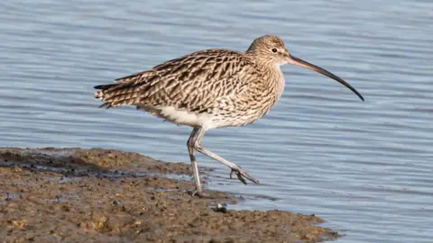 Paul Adams Curlew