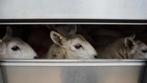 Getty Images lambs are transported