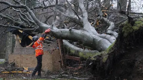 PA Media Fallen tree on the Kinnaird Estate in Larbert