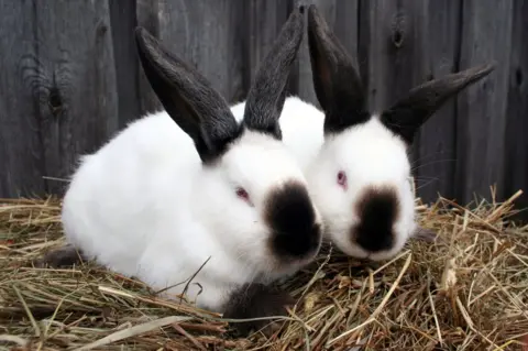 Getty Images Californian rabbits