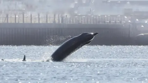 Steve Truluck At Sea  whales