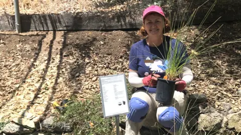 Christine Ro Lynne Toby works with groundcover alternatives at the Theodore Payne Foundation in Sun Valley, California