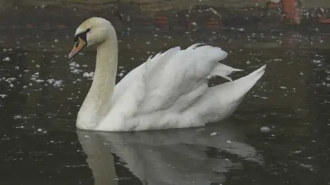 Scottish SPCA swan