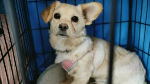 Elina Olifaruk Dog from Ukraine