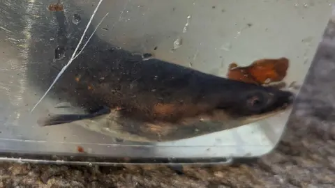 RSPCA Eel in a fish tank