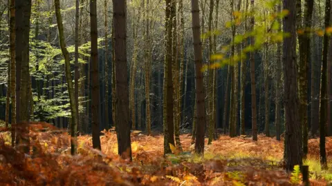 Mike Hewitt/Getty Images New Forest