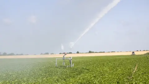 Getty Images A field