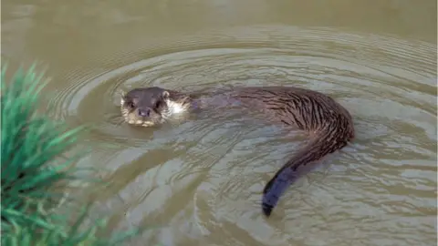 AFP Otter in a British waterway