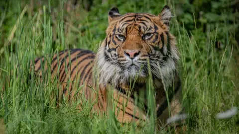 Chester Zoo Cubs father, Dash