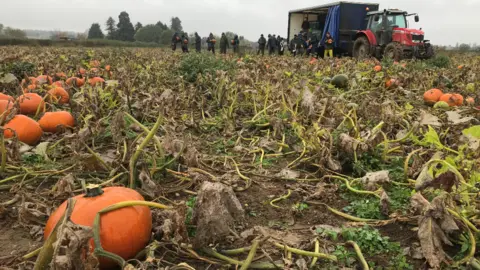 BBC Pumpkin field