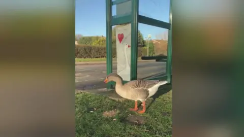 Goose and Valentine's card