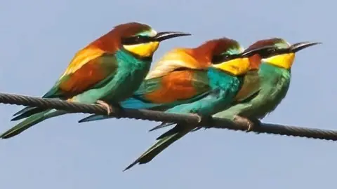 Bee-eaters in Norfolk