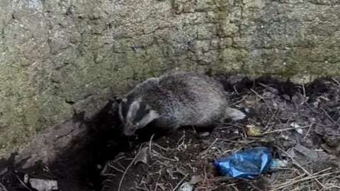 Badger trapped in kiln