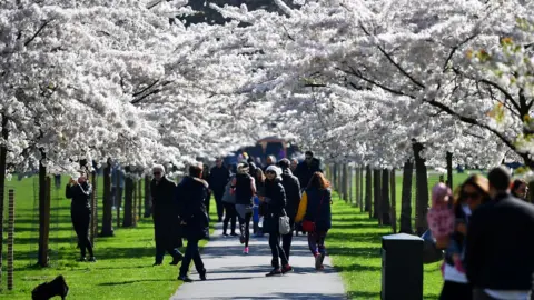 Reuters People walk under cherry blossom trees in Battersea Park, as the number of coronavirus disease (COVID-19) cases grow around the world, in London