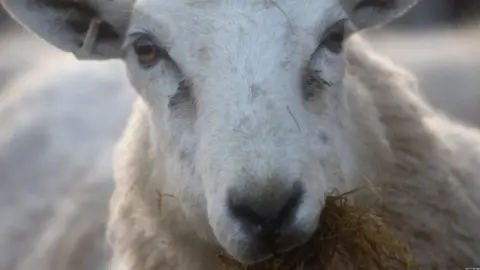 Getty Images Generic sheep image