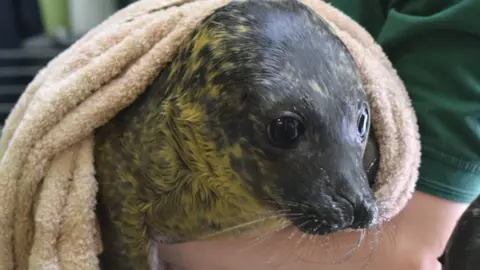 Scottish SPCA Seal