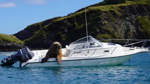 Clonakilty Distillery Wally the walrus on a boat