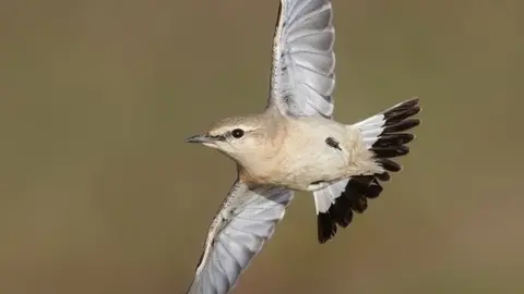 Tim White An isabelline wheatear