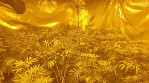 Dorset Police Cannabis farm