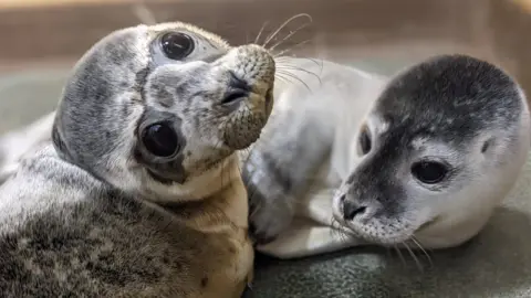 RSPCA Two seals