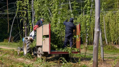 Getty Images Fruit pickers