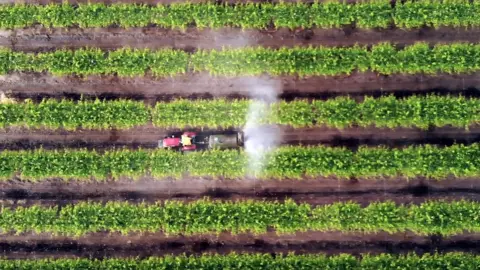 Victor Shimomura/Oxfam Brasil Vines growing table grapes being sprayed with pesticides in northern Brazil
