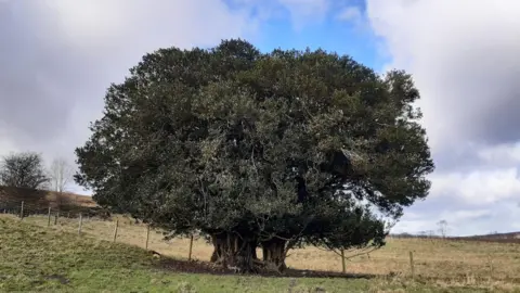 WOODLANDS TRUST Holly on the Hill in North Yorkshire